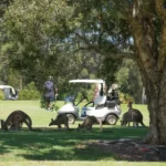 Golf Group Social