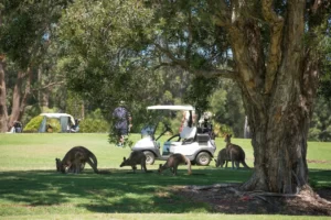 Golf Group Social