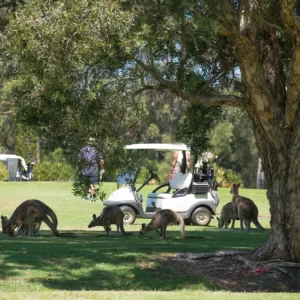 Golf Group Social