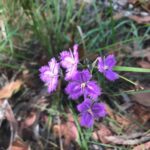 Fringed Lily at Greater Glider Reserve