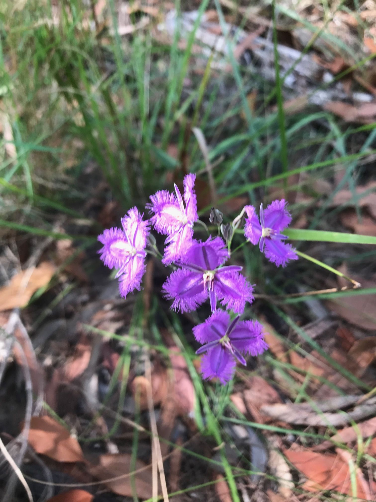 Fringed Lily at Greater Glider Reserve
