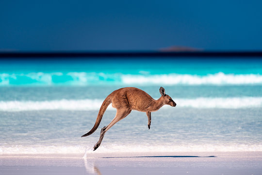 Australia lucky